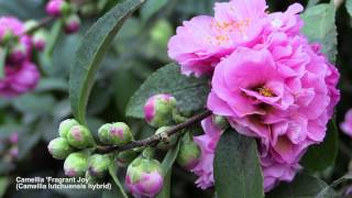 How to Flower Camellias in Containers [upl. by Zetnas]