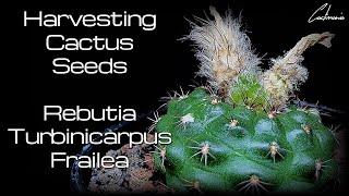 Harvesting Cactus Seeds  Rebutia  Turbinicarpus  Frailea [upl. by Adis]