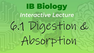 IB Biology 61  Digestion amp Absorption  Interactive Lecture [upl. by Gilliam]