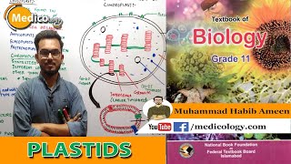 Plastids  Formation functions and Types  Structure of Chloroplast  Federal Board Biology [upl. by Veda698]