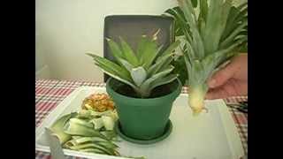 Kako zasaditi ananas  How to grow a Pineapple  cat included [upl. by Eahsel]