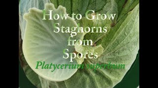 How to Grow Staghorn Ferns from Spores Platycerium superbum [upl. by Nonna]