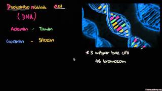 DNA ve Genetik Kod Biyoloji [upl. by Natelson]