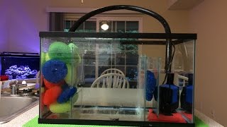 10g DIY sump refugium is so EASY to build [upl. by Nikral731]