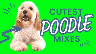 Top 9 Cutest Small Poodle Hybrid Breeds  Designer Doodle Dogs [upl. by Gowon]