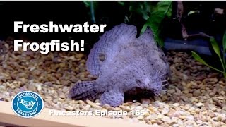 Freshwater Frogfish Fincasters Episode 165 [upl. by Nawak]