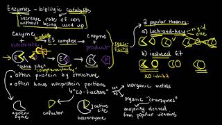 BIOCHEM 18  Enzymes Basics Structure and Function [upl. by Aerdied634]