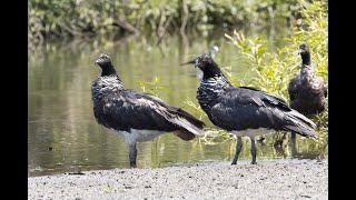 Anhuma  Horned Screamer  Anhima cornuta [upl. by Haidedej]