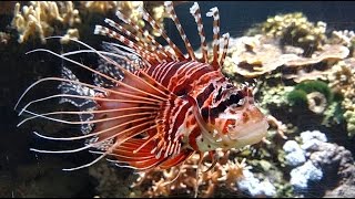 Pazifischer Rotfeuerfisch Pterois volitans  Red lionfish [upl. by Hewett]