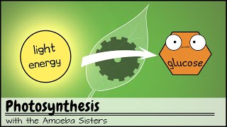 Photosynthesis UPDATED [upl. by Kasey]