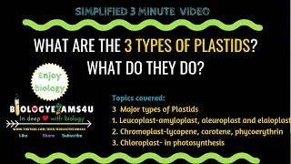 What are the three types of Plastids and what do they do 3 minute simple video [upl. by Reivaj]