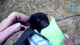 Rescuing a baby flyingfox alone in a tree this is Xanto [upl. by Asirehc]