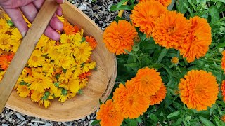 Growing and harvesting Calendula Flowers [upl. by Airotcivairam641]