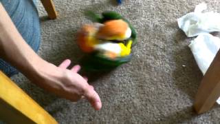 Mango Kiwi Caique Funny Play [upl. by Shimberg]