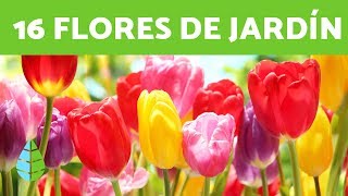 16 PLANTAS de SOL ☀️ FLORES para EXTERIORES [upl. by Kassel]