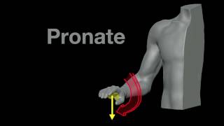 Arm Muscles 21 Pronation and Supination [upl. by Lonyer823]