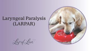 Laryngeal Paralysis LARPAR in Dogs [upl. by Griselda967]