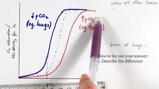 AS Biology  Oxygen dissociation curve OCR A Chapter 84 [upl. by Fritzie]