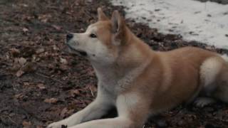 AFFIRM Films Presents Hachi A Dogs Tale [upl. by Attenna]