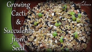 Sowing Cactus amp Succulent Seeds  Growing Cacti from Seed [upl. by Nnayhs]