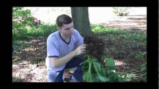 HowTo Divide Hosta StepByStep Gardening [upl. by Lemon30]