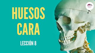 LECCIÓN 8 HUESOS DE LA CARA [upl. by Serg]