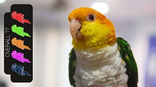 White Bellied Caique The Best Pet Parrot [upl. by Gaidano]