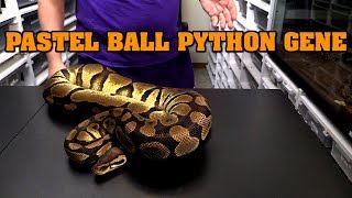 All about pastel ball pythons Look combos what they can do [upl. by Anelat]