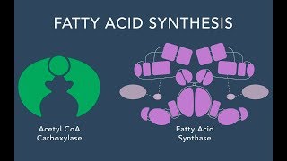 Fatty Acid Synthesis [upl. by Blair]