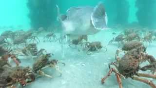 Stingrays feeding on Spider Crabs [upl. by Repsag]