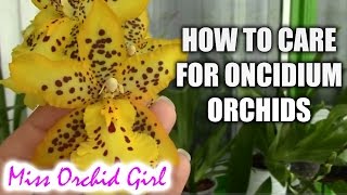 How to care for Oncidium Orchids and Intergenerics  watering fertilizing reblooming [upl. by Ossy]