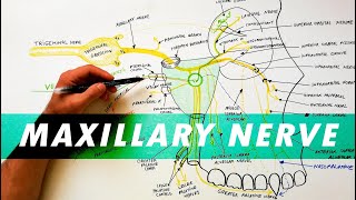 Autonomic nervous system  Organ Systems  MCAT  Khan Academy [upl. by Neyrb]