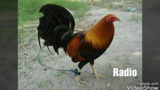 Top Strongest Gamefowl Breeds Part 3 [upl. by Minda]