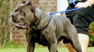 Cane Corso vs Pitbull Fight At Dog Park [upl. by Yalonda806]