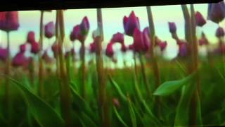 Pipilotti Rist artistvideo art [upl. by Elcarim]