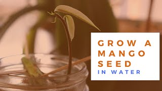 How to Grow a Mango Seed in Water  EASY   망고 [upl. by Summer119]