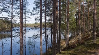 Kielinuppu ARKISTO  Suomalainen metsaÌˆ [upl. by Hoopen]