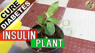 INSULIN PLANT  MAGIC treatment for Diabetes claimed by Ayurvedic Medicine [upl. by Sparkie891]