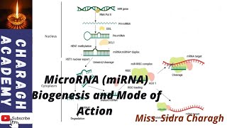 MicroRNA miRNA biogenesis and mode of action [upl. by Josephine]