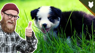 What To Do With A NEW BORDER COLLIE PUPPY [upl. by Ancell]