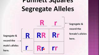 BioLect Punnett Squares P F1 amp F2 generations [upl. by Segalman]