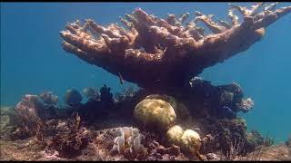 Snorkeling  Memories Jibacoa Cuba Oct 2019 [upl. by Amaj]