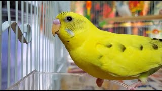 LONELY parakeets HELP the budgies chirp and sing [upl. by Intosh]