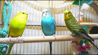 35 Hr Help Quiet Parakeets Sing by Playing This Budgies Chirping Help Depressed lonely sad Birds [upl. by Boyden21]