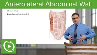 Anterolateral Abdominal Wall – Anatomy  Lecturio [upl. by Ashbey497]