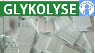 Glykolyse einfach erklärt  Ablauf Phasen Eigenschaften  Stoffwechsel amp Stoffabbau  Zellatmung [upl. by Carita443]