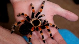 Handling beautiful Mexican Giant Red knee tarantula B annitha Inferion7 [upl. by Inig]