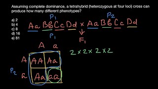 Tetrahybrid cross explained [upl. by Aivirt]