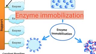 Enzyme immobilization [upl. by Ydnyc]