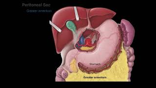 Peritoneum tutorial [upl. by Vitoria688]